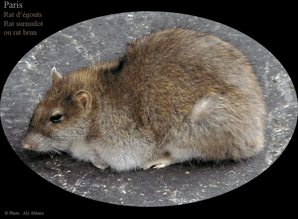 Le rat brun (rat d'égouts ou surmulot - reseroir de leptospirose, salmonellose et la peste