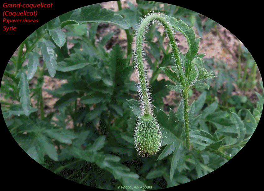 Grand-coquelicot - Papaver rhoeas - Famille des Papaveraceae - Variétés syriennes - الشَقيق - شَقائق النُعمان - الخَشْخاش المَنْثور من فصيلة الخَشْخاشيات