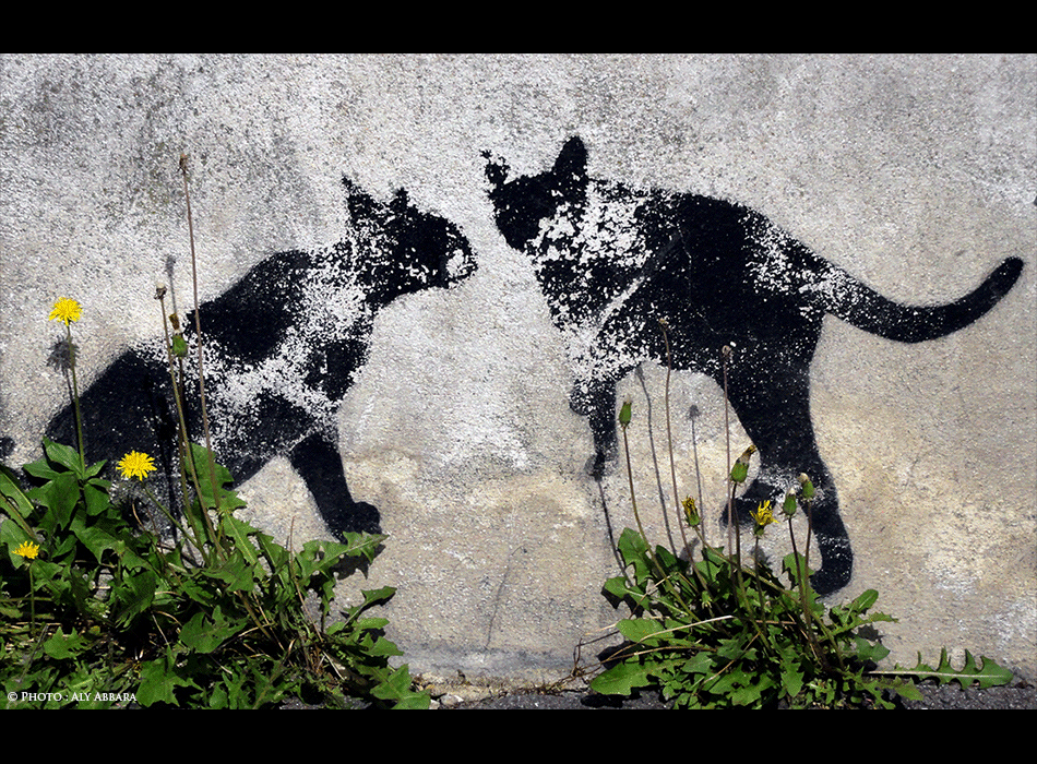 Paris - Art urbain mural - Oeuvre non signée - Deux chats en affrontement