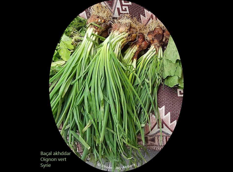 Oignons  verts : baçal  akhdar - بَصَل أخضر