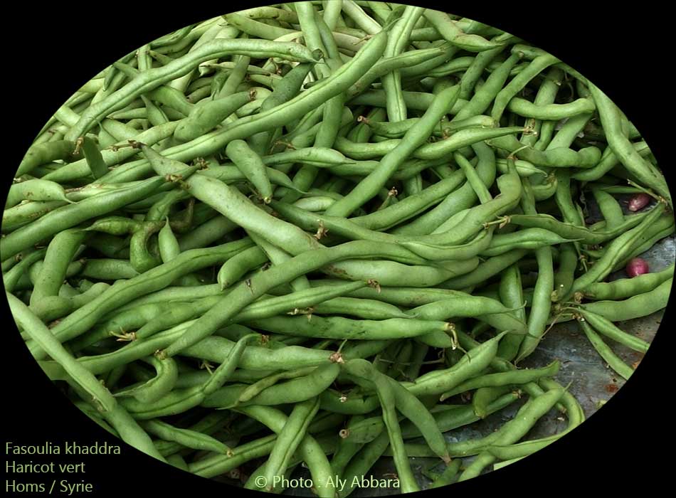 Haricots verts : fassoulia khaddra - فاصوليا خضراء