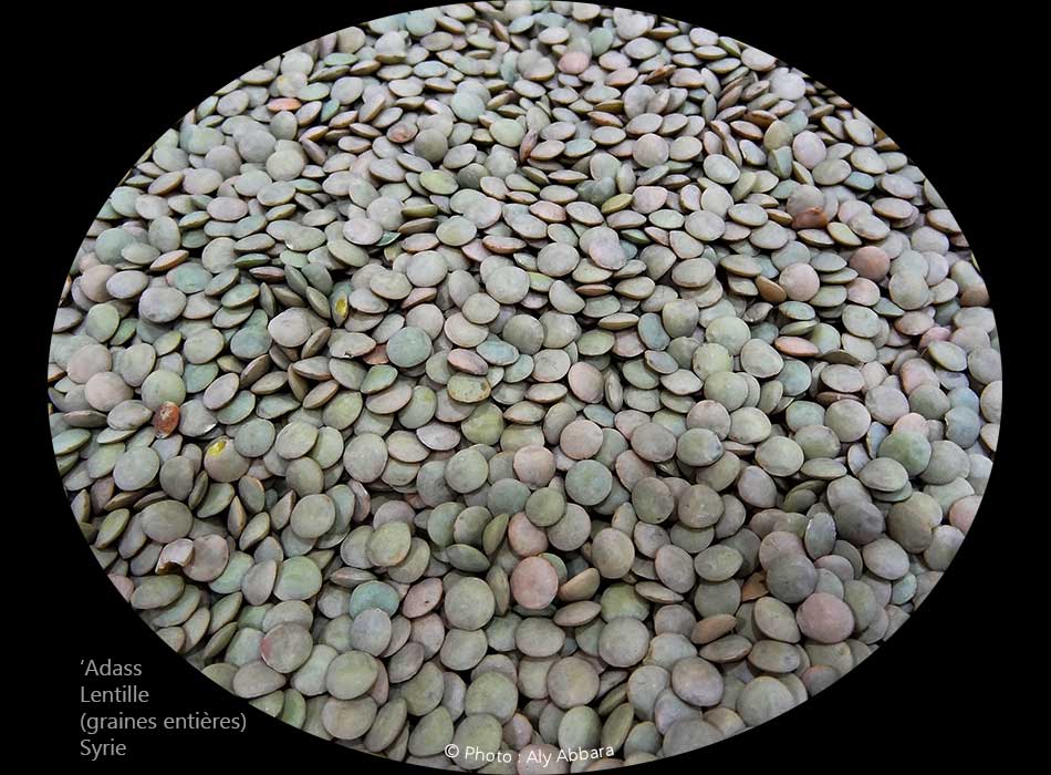 Lentille - graines non décortiquées العَدَس - حَب غير مقشور