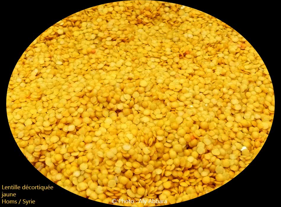 Lentille rouge - graines  décortiquées - العَدَس الأصفر - حَب  مقشور وغير مطبوخ