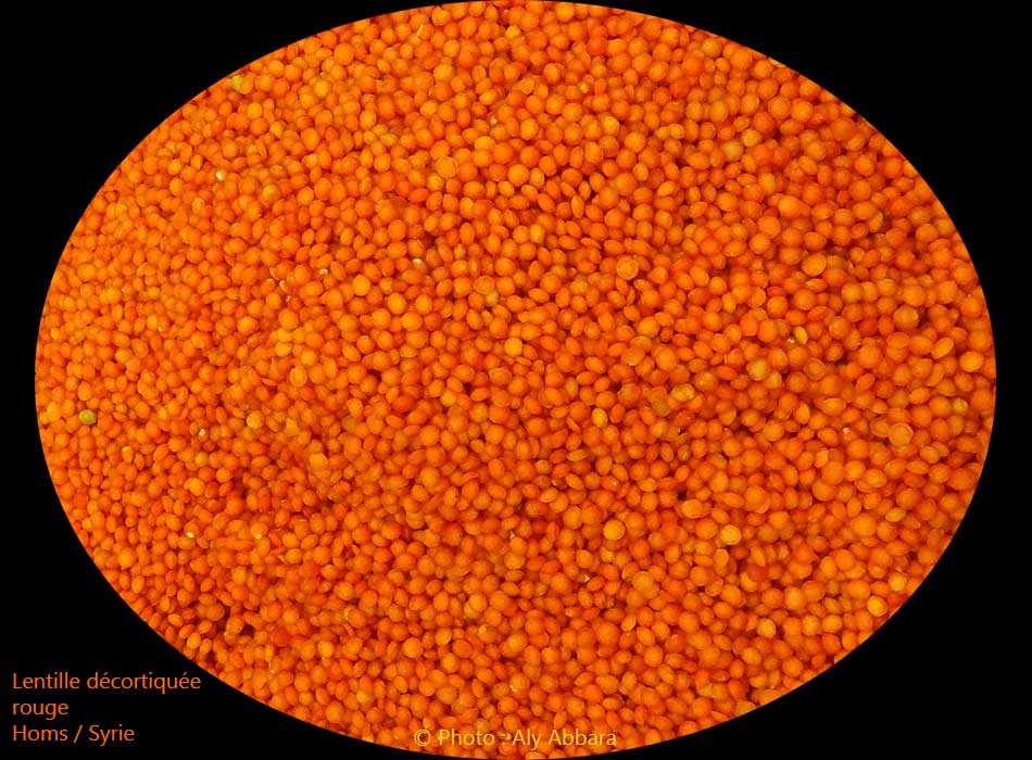 Lentille rouge - graines  décortiquées - العَدَس الأحمر - حَب  مقشور وغير مطبوخ