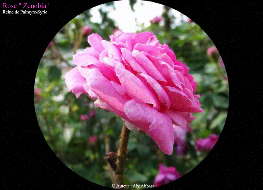 Rose Zenobia - وردة زنوبيا - Reine de Palmyre - Syrie