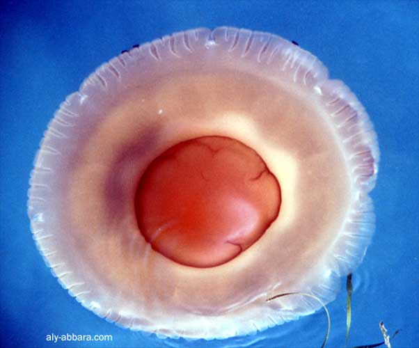La méduse, un animal invertébré marin ; la Grèce