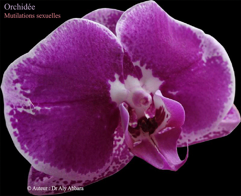 Orchidée sexuellement mutilée