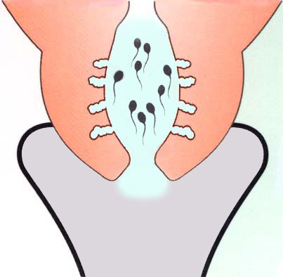 Glaire cervicale pré-ovulatoire