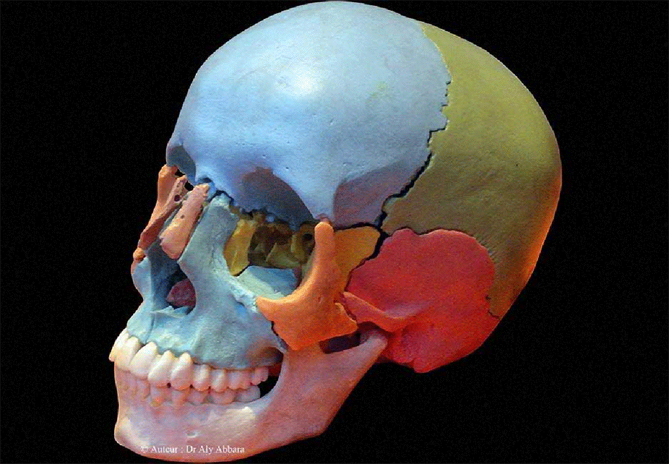 Crâne humain en  moulage - Os et sutures