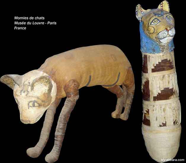 Momies égyptienne des chats, représenant de la déesse Bastet