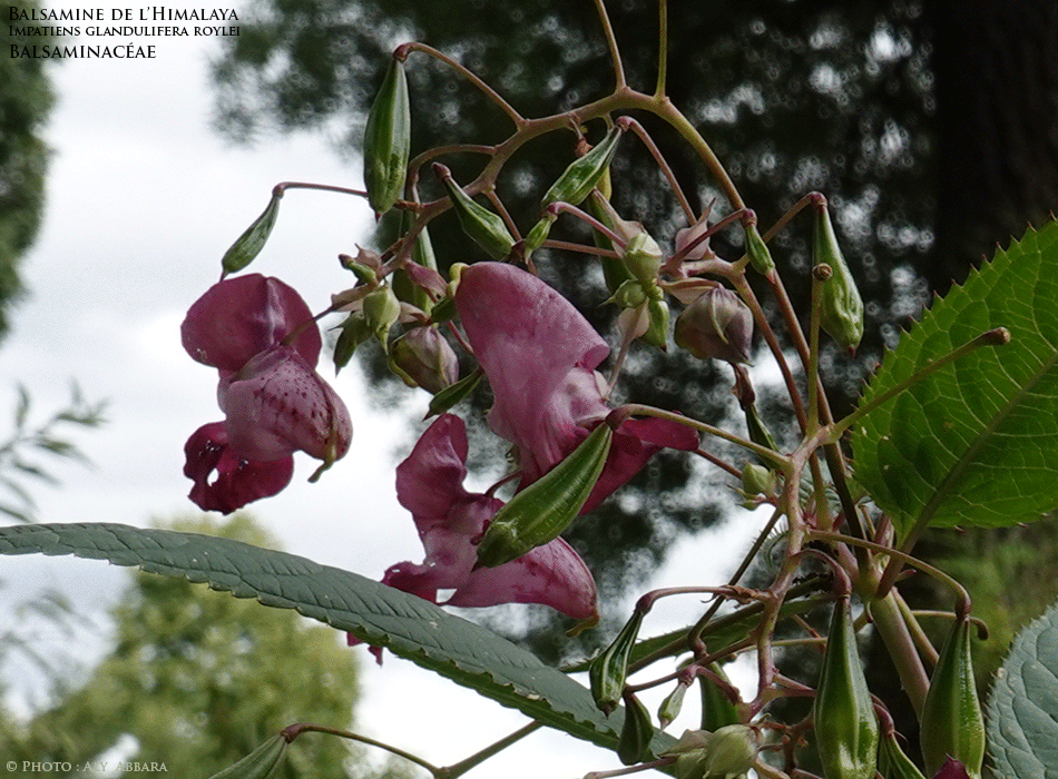 Balsamine de l'Himalaya - Impatiente de l'Himalaya - Impatiens glandulifera Royle - Les fruits (capsules) de la plante