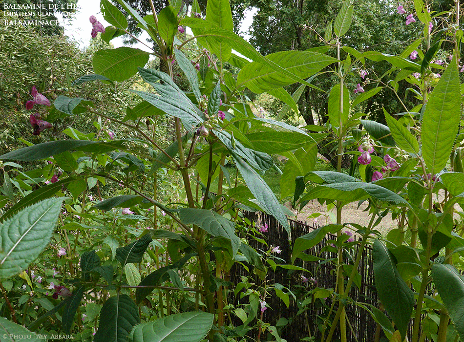 Balsamine de l'Himalaya - Impatiente de l'Himalaya - Impatiens glandulifera Royle - Les feuilles de la plante