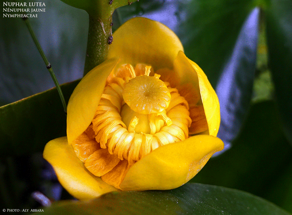 Nénuphar jaune - Nymphéa jaune - Nuphar lutea - Famille des Nympheaceae - Nymphéacées - Description de la plante