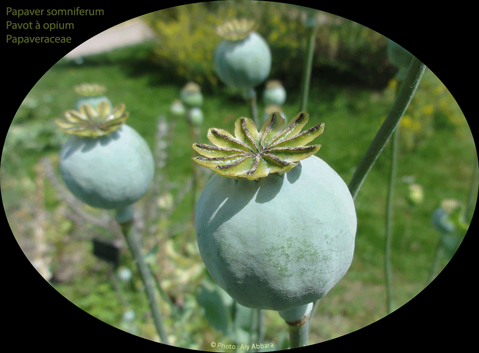 Papaver somniferum - Pavot à opium - fruits de la plante (capsules