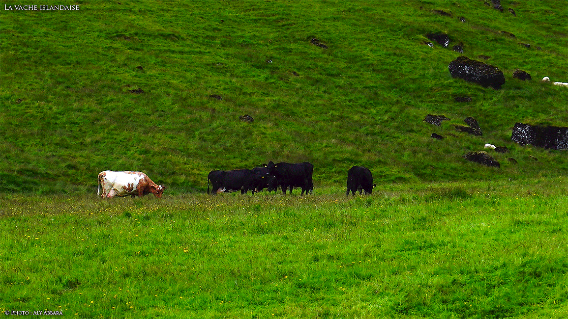 Islande (Iceland) - La Vache islandaise - Auto diaporama répétitif d'images prises à distance de l'animal