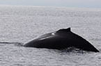 Baleines à bosse - Plongeons
