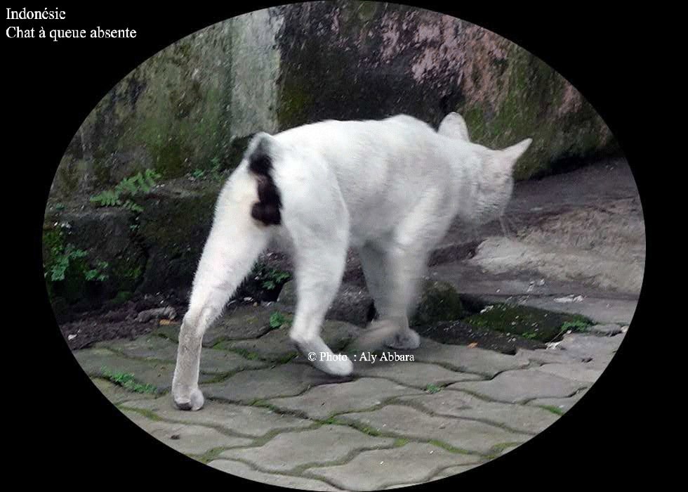 Indonésie : chat à queue absente (chat anoure)