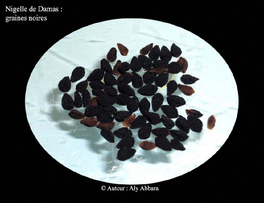 Graines noires de la Nigelle de Damas - Nigella damascena