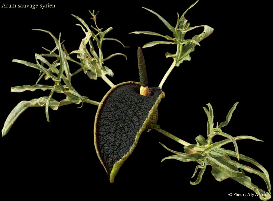Arum sauvage de Syrie (Arum syriaca)